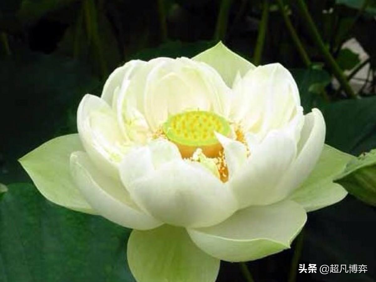 微笑拈花知妙谛_拈花微笑_微笑拈花佛说两般世界