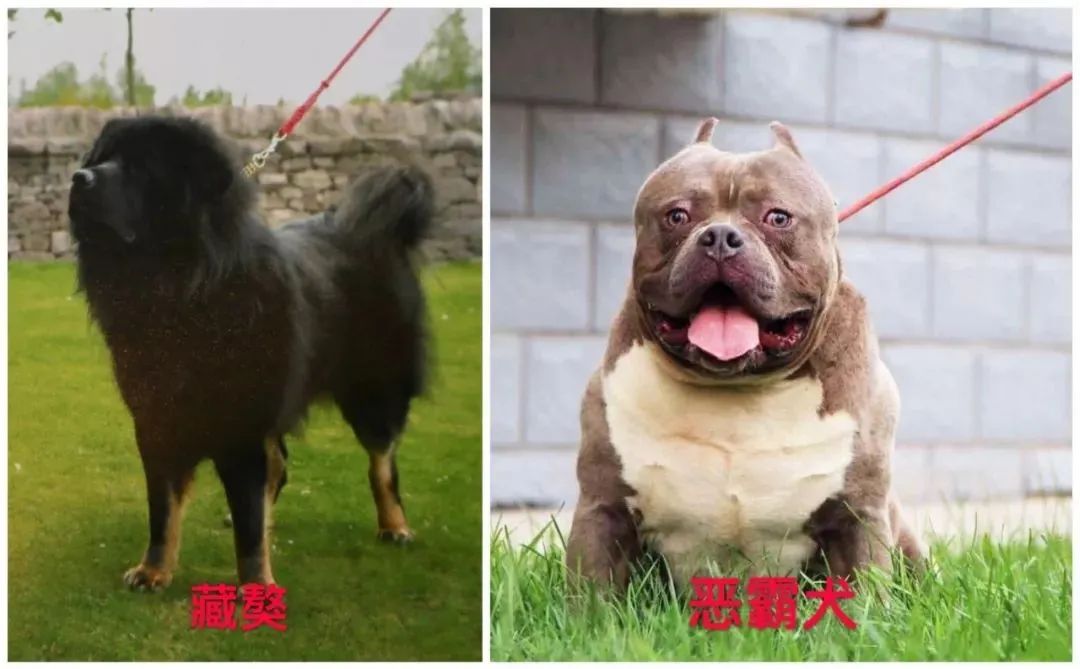 rebeccabreeds_breeds什么意思_breeds