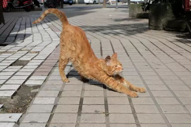苟且_苟且是什么意思_苟且偷生