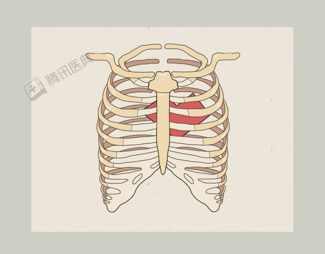 arteries翻译_arteries_arteries音标