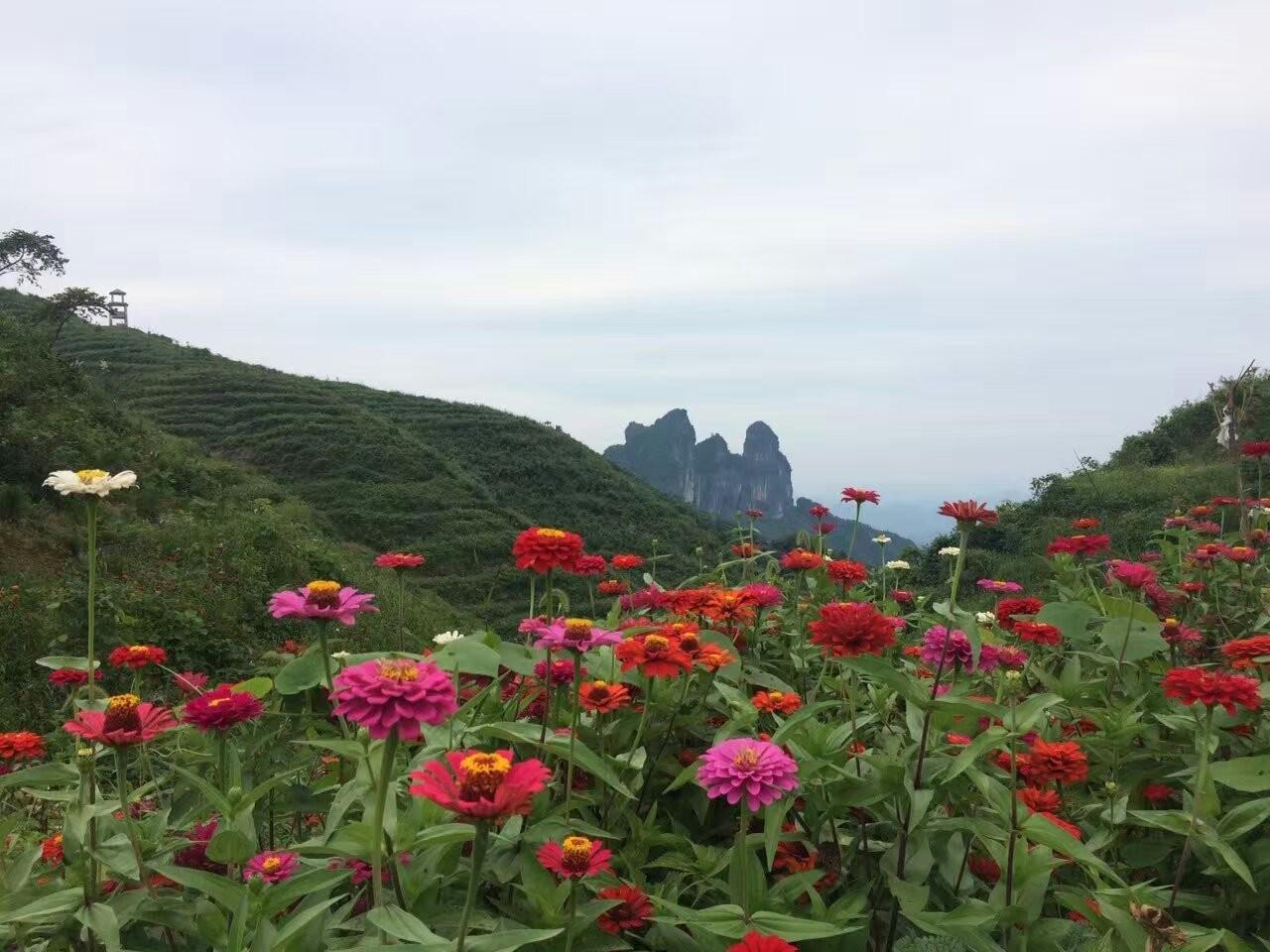 伸五指打一数字_伸手见五指是什么意思_伸手不见五指