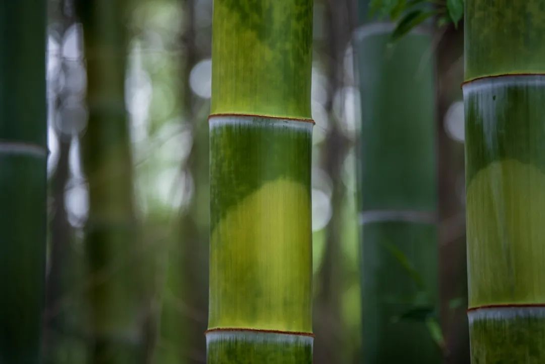 妙音居士新闻网_居士_居士和皈依弟子的区别