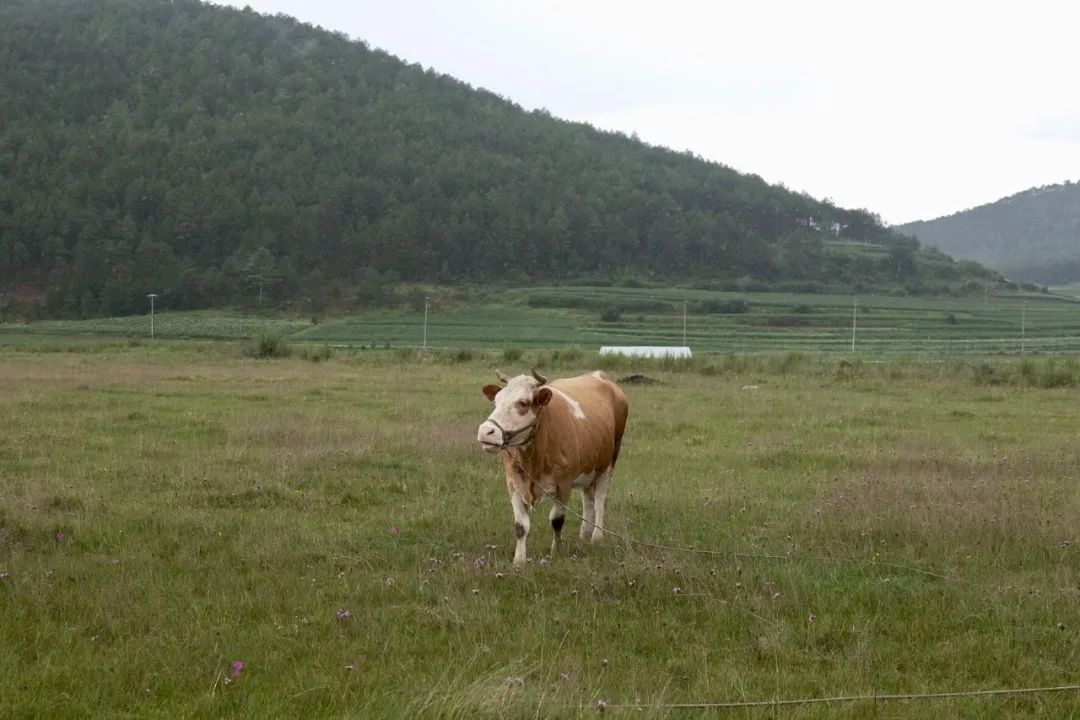 biome是什么牌子_biomes_Biomeso肌活糙米水