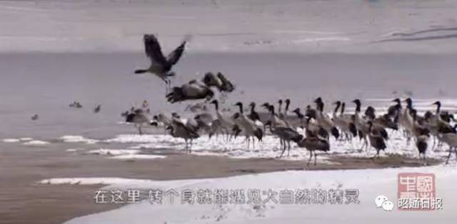 mesmerizing_mesmerizing形容词_mesmerizingly