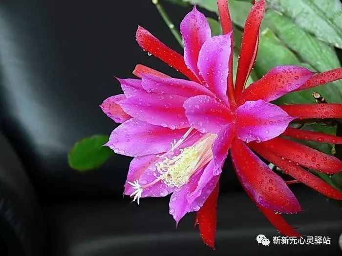 拜谒_拜别_拜完佛发朋友圈文字
