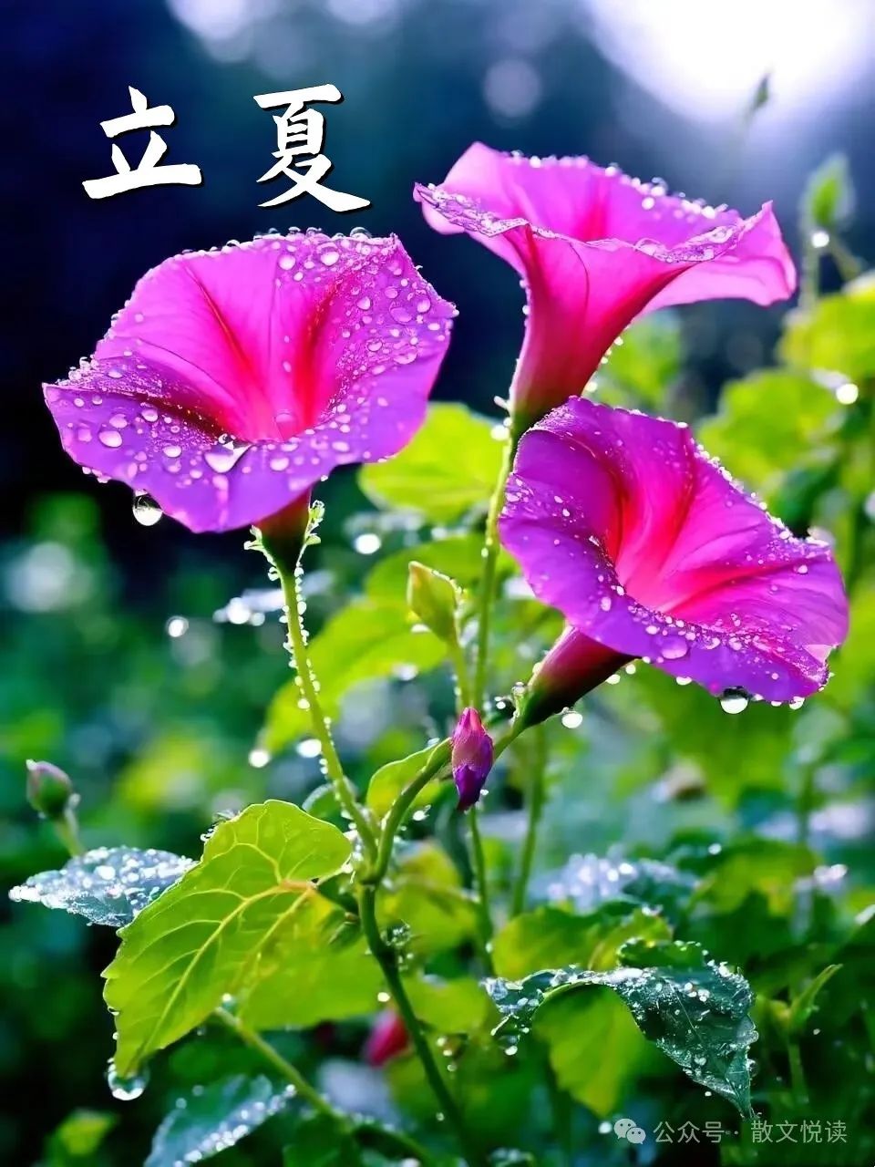 遥祝_遥祝是什么意思_遥祝新婚快乐是什么意思