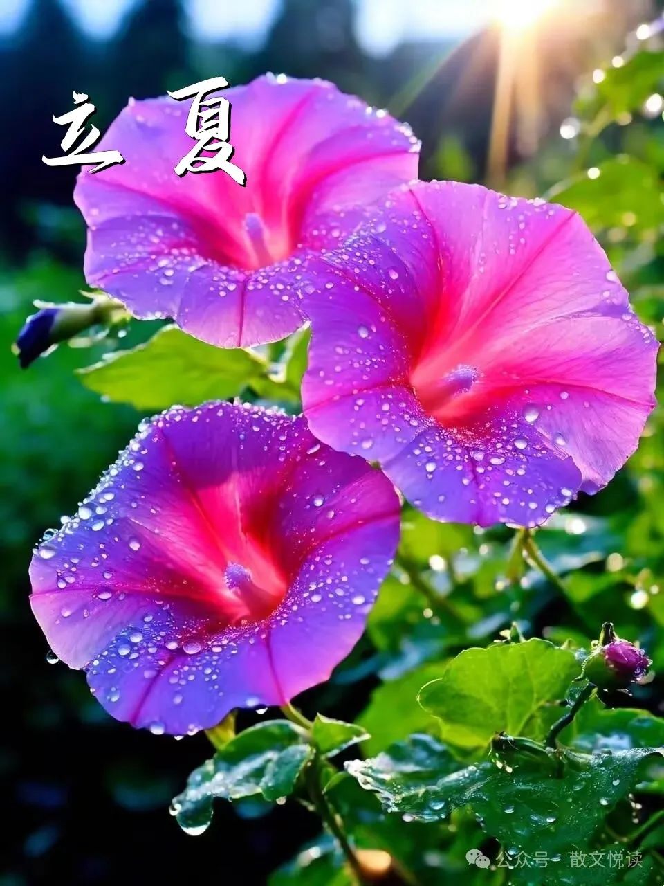 遥祝_遥祝是什么意思_遥祝新婚快乐是什么意思