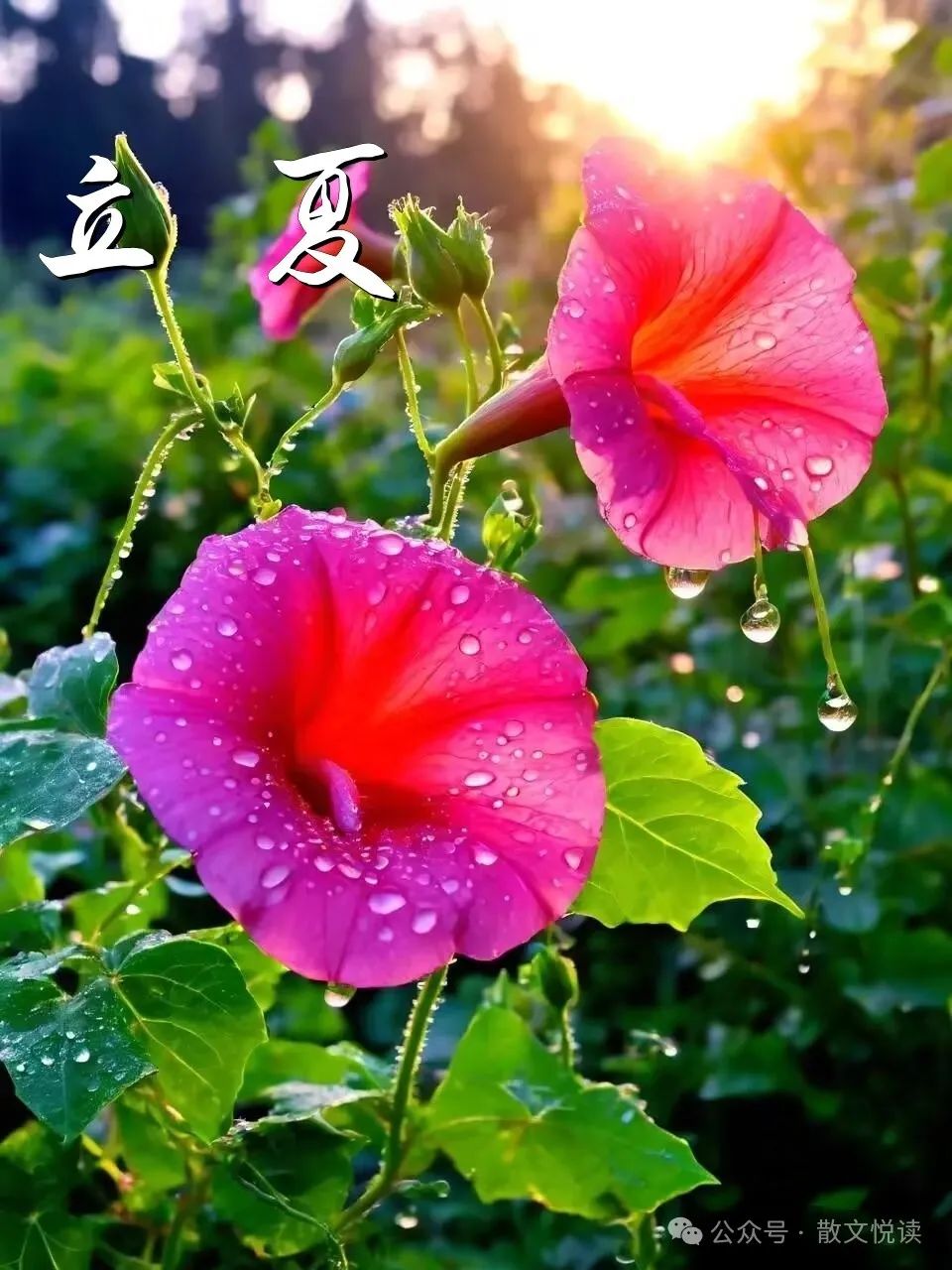 遥祝新婚快乐是什么意思_遥祝是什么意思_遥祝