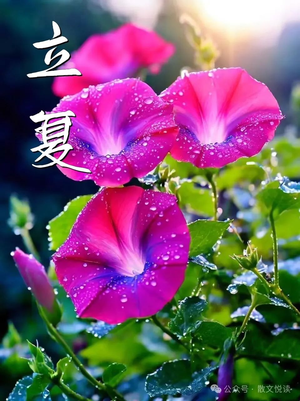 遥祝是什么意思_遥祝新婚快乐是什么意思_遥祝