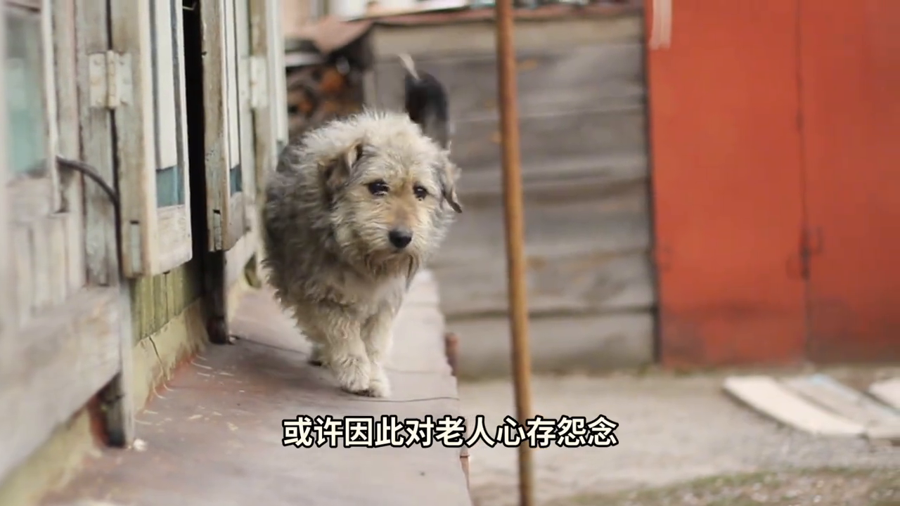 奇事_短剧木匠奇事_奇人奇事奇上奇
