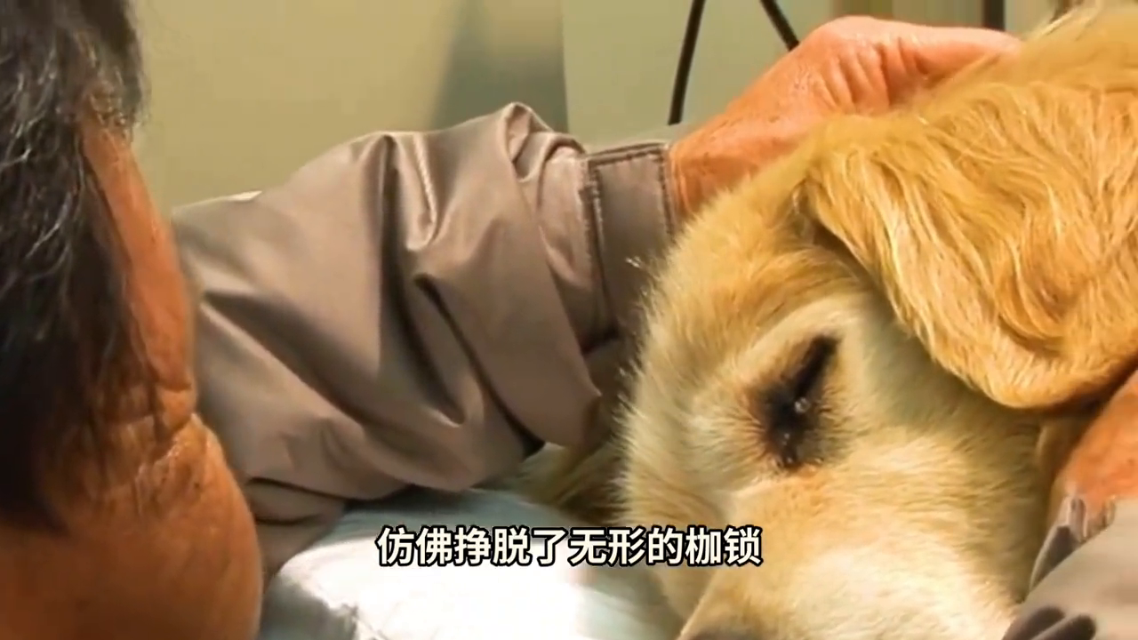短剧木匠奇事_奇事_奇人奇事奇上奇
