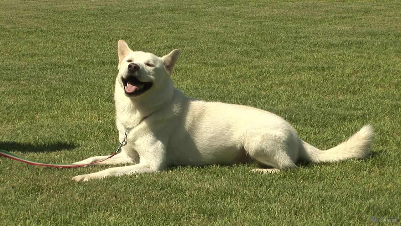 breeds什么意思_breeds_rebeccabreeds