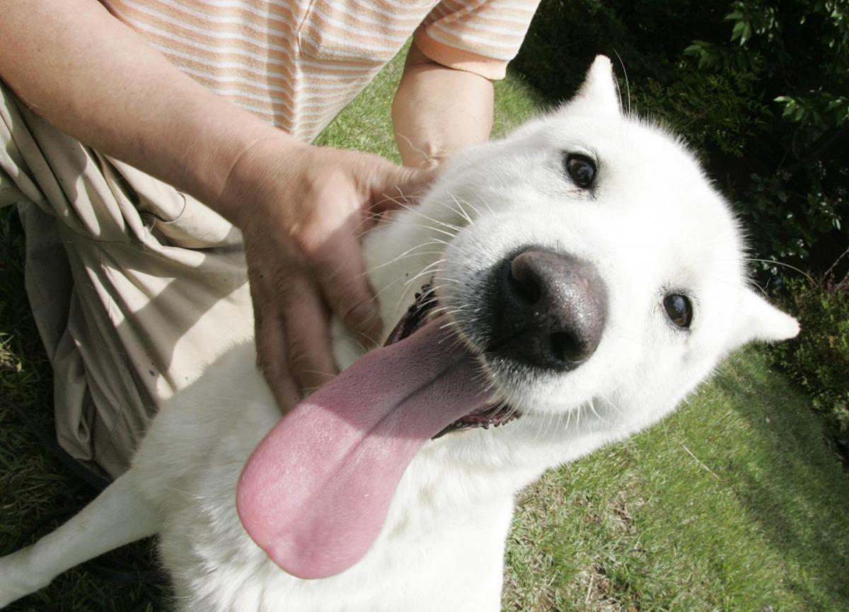 breeds_breeds什么意思_rebeccabreeds