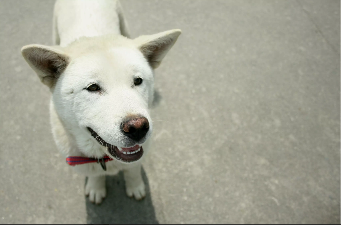 breeds_rebeccabreeds_breeds什么意思