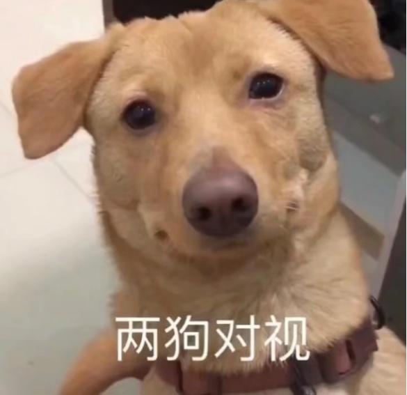 BREED是什么品牌衣服_breeds_BREED水滴轮哪里生产