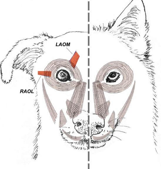 BREED水滴轮哪里生产_BREED是什么品牌衣服_breeds