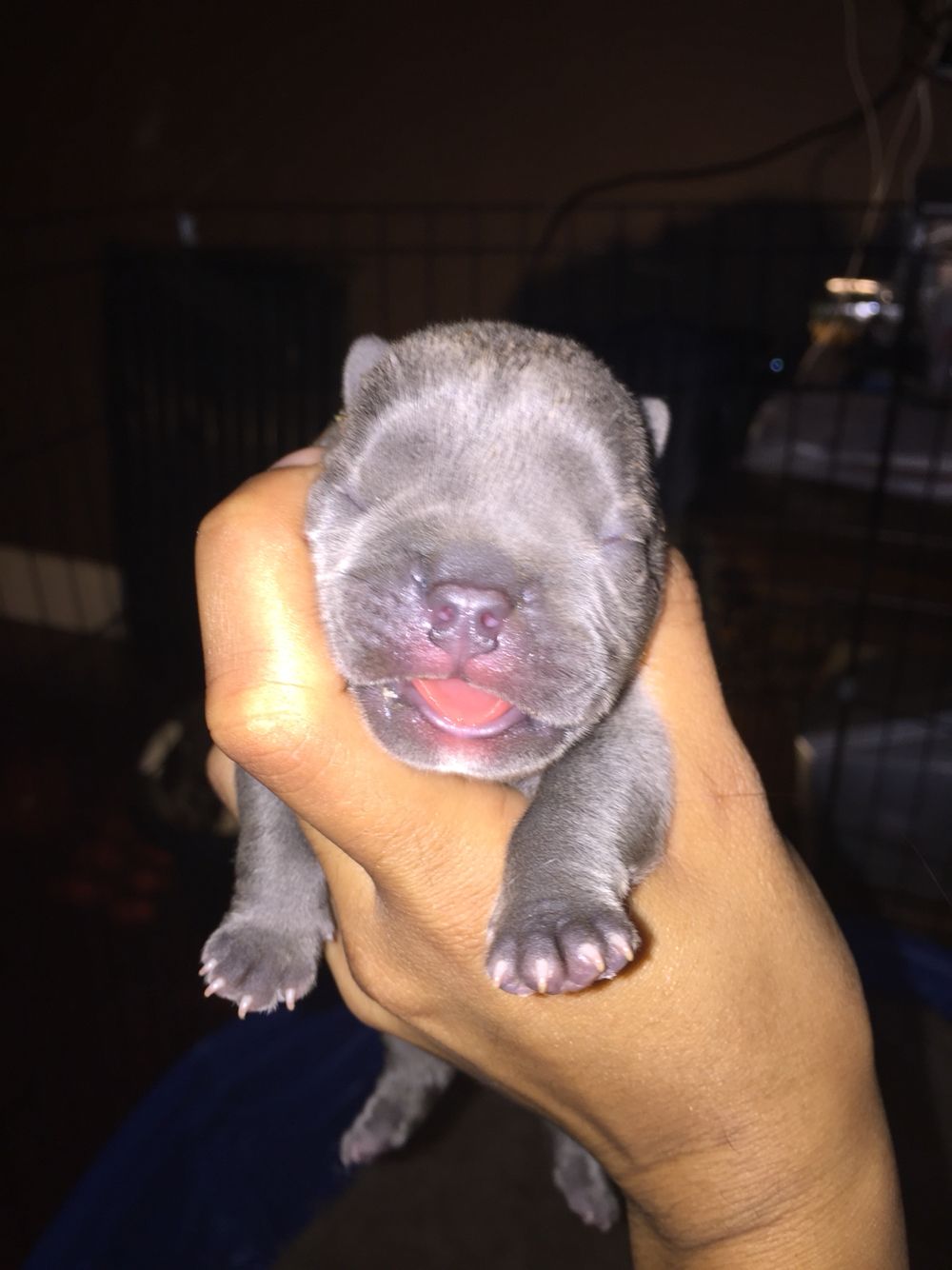 breeds_breeds什么意思_rebeccabreeds