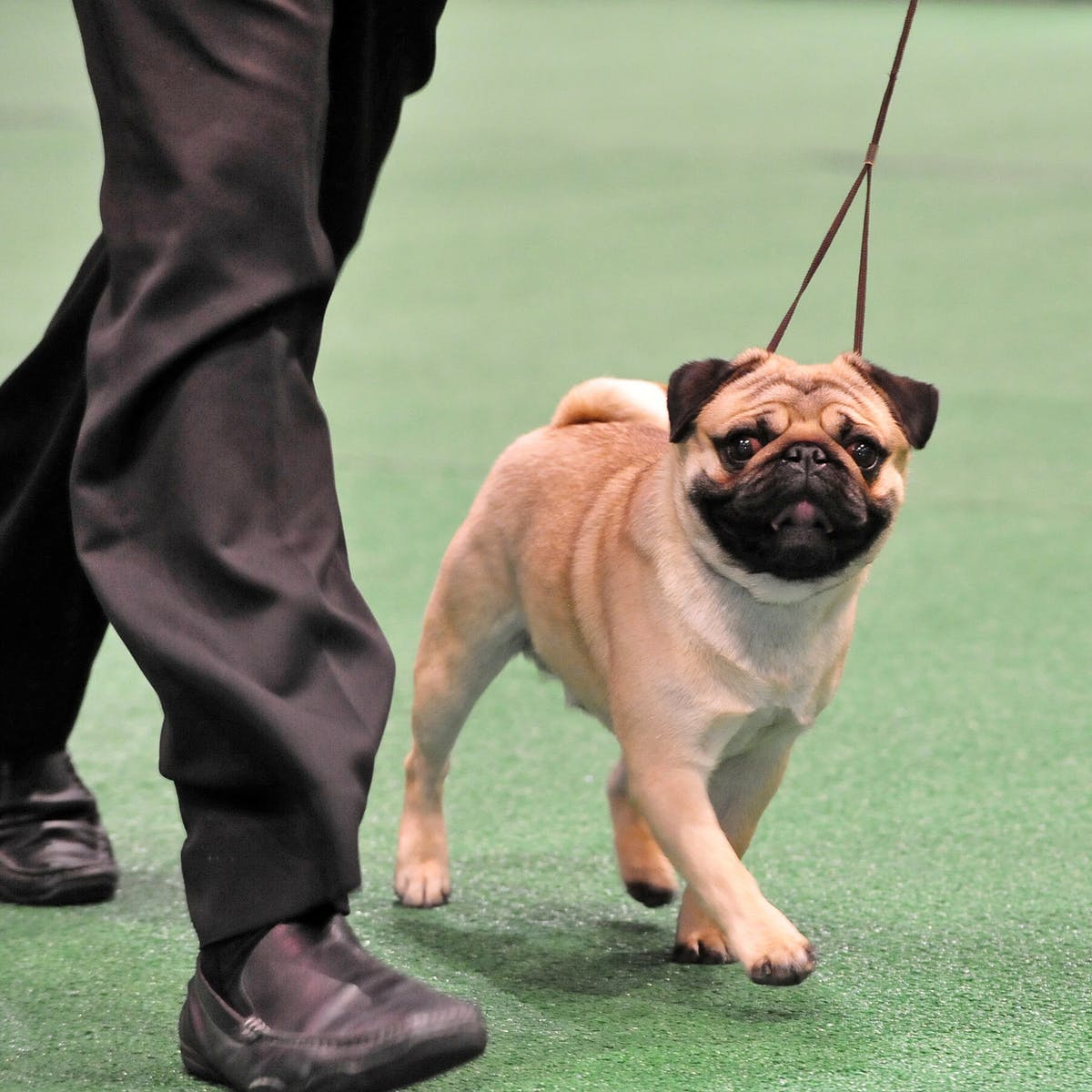 rebeccabreeds_breeds什么意思_breeds