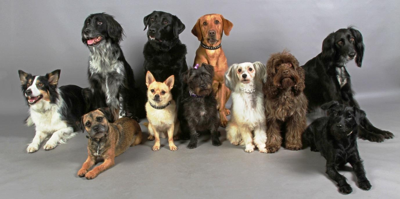 rebeccabreeds_breeds什么意思_breeds