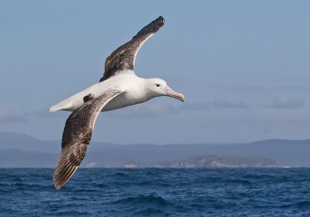 albatross信天翁_Albatross翻译成英语_albatross