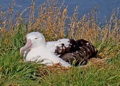 albatross信天翁_albatross_Albatross翻译成英语