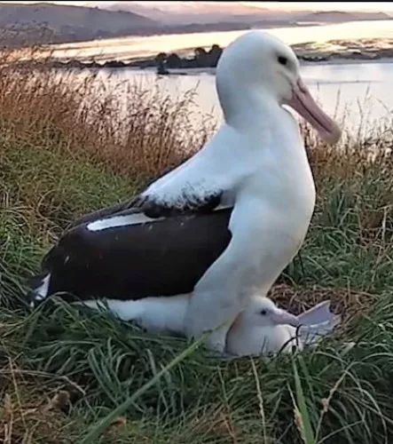 albatross_Albatross翻译成英语_albatross信天翁