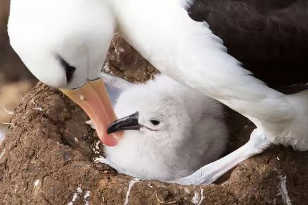 Albatross翻译成英语_albatross_albatross信天翁