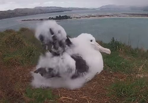 albatross信天翁_albatross_Albatross翻译成英语