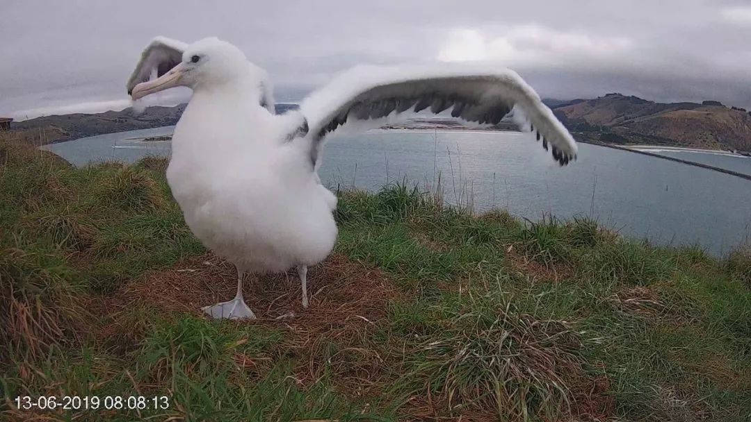 albatross_Albatross翻译成英语_albatross信天翁