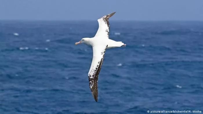 Albatross翻译成英语_albatross_albatross信天翁