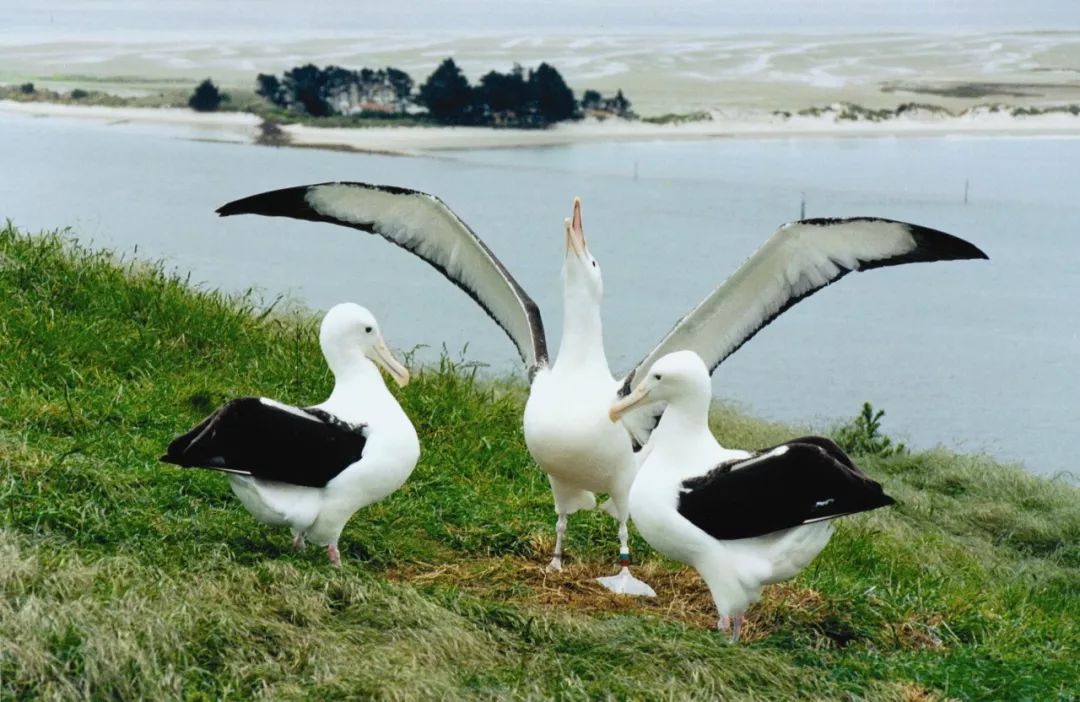 albatross_albatross信天翁_Albatross翻译成英语