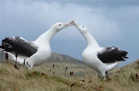 Albatross翻译成英语_albatross信天翁_albatross