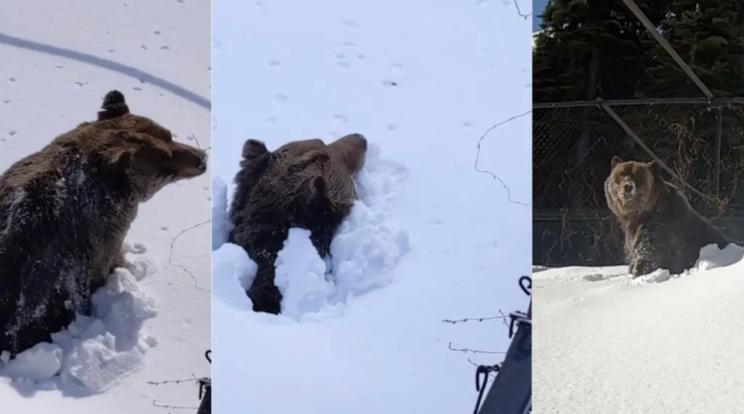 hibernating_hibernating怎么读_hibernating原型