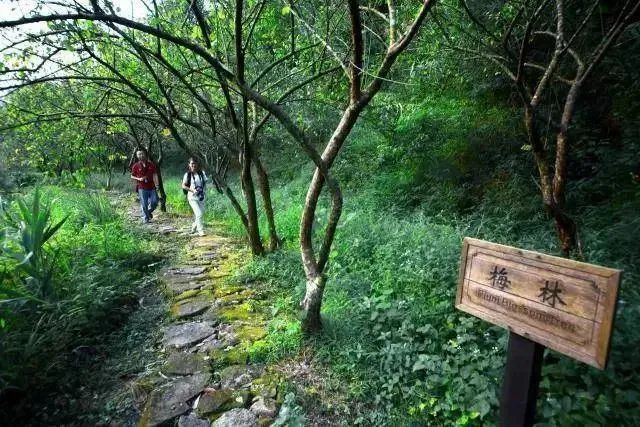 天露山_天露山_天露山