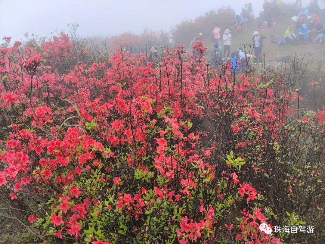 天露山_天露山_天露山