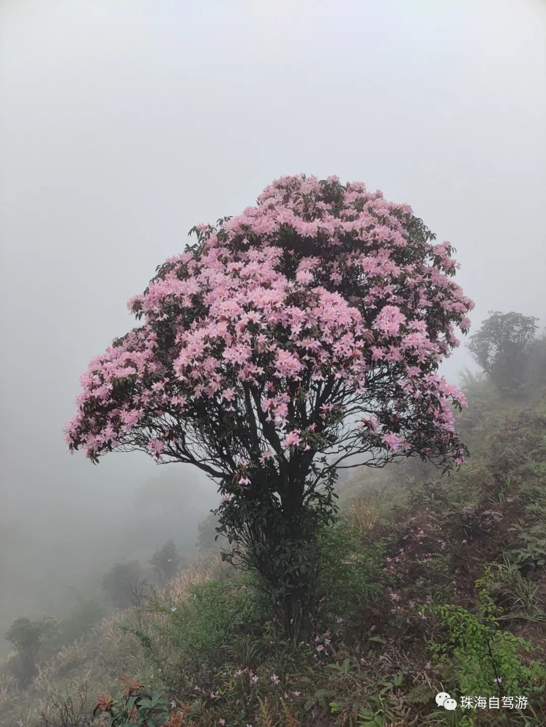 天露山_天露山_天露山