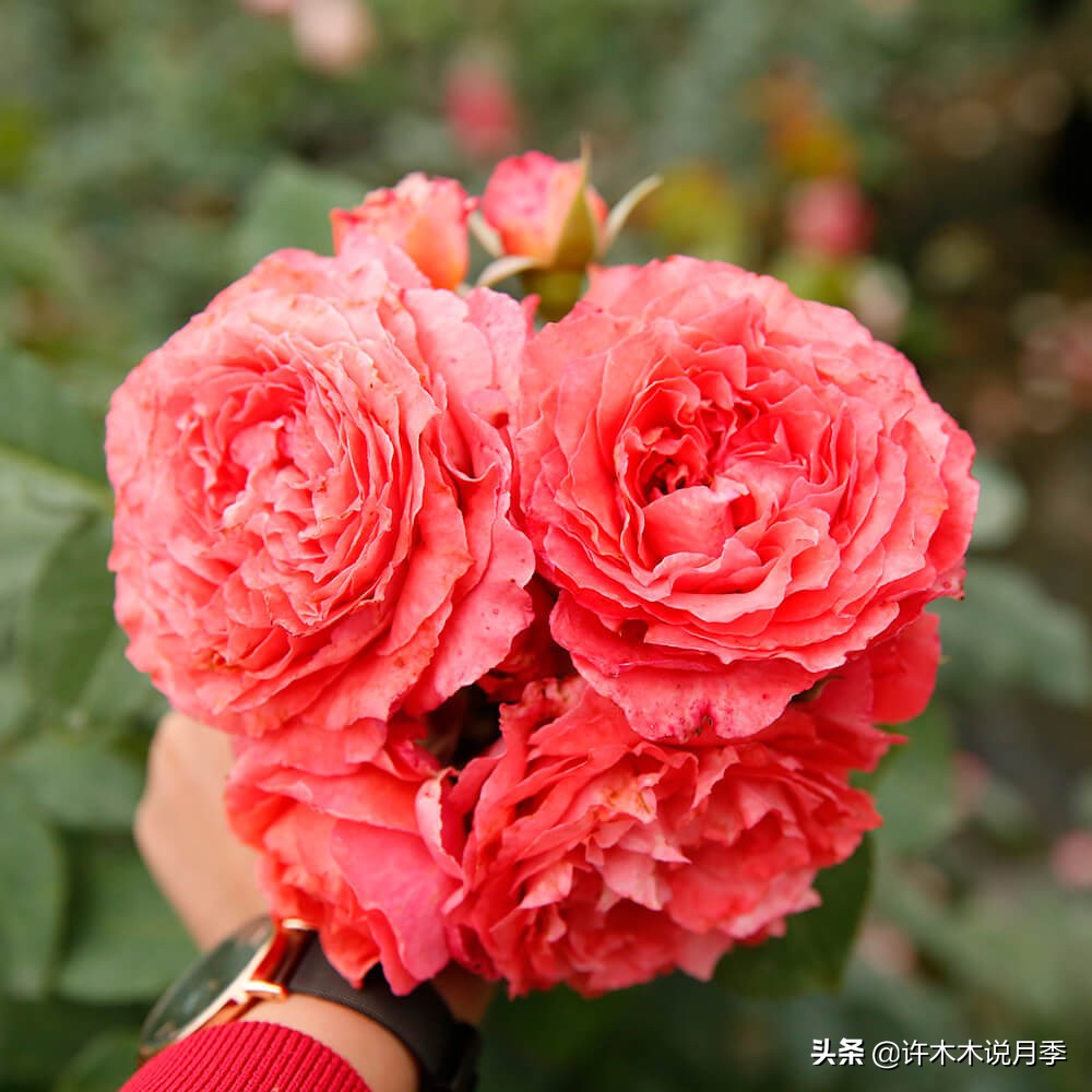 charme盒_周生生charme系列寓意_charme