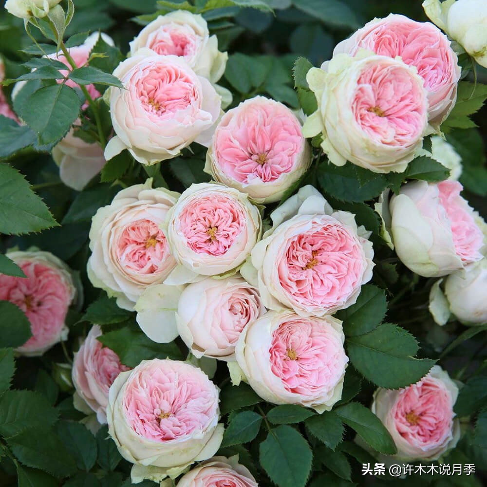 charme_周生生charme系列寓意_charme盒