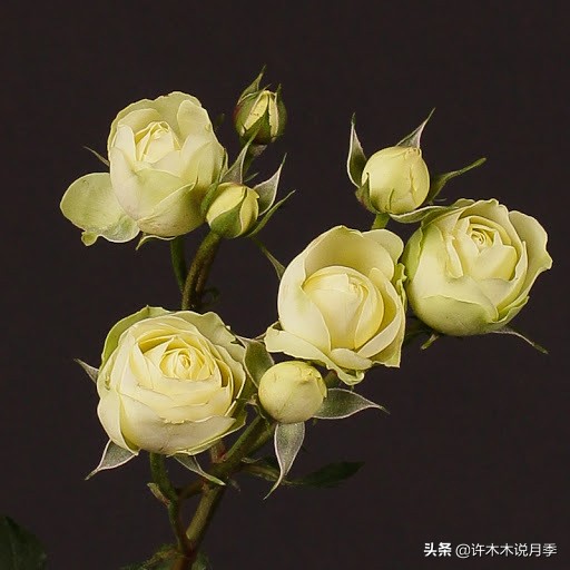 周生生charme系列寓意_charme_charme盒