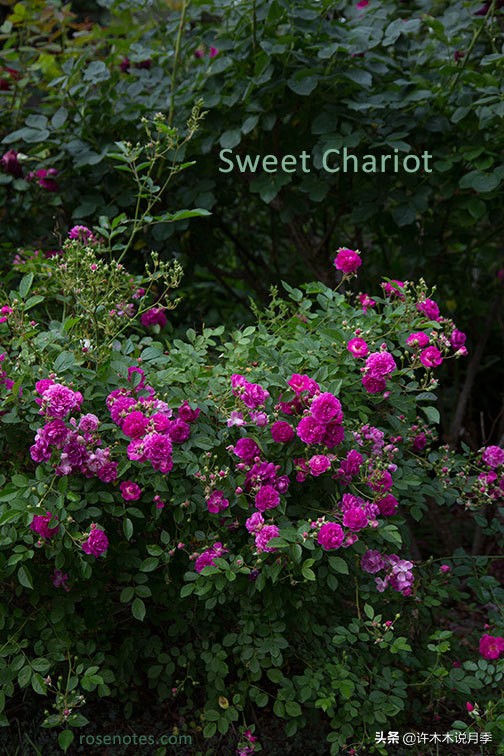 charme_周生生charme系列寓意_charme盒