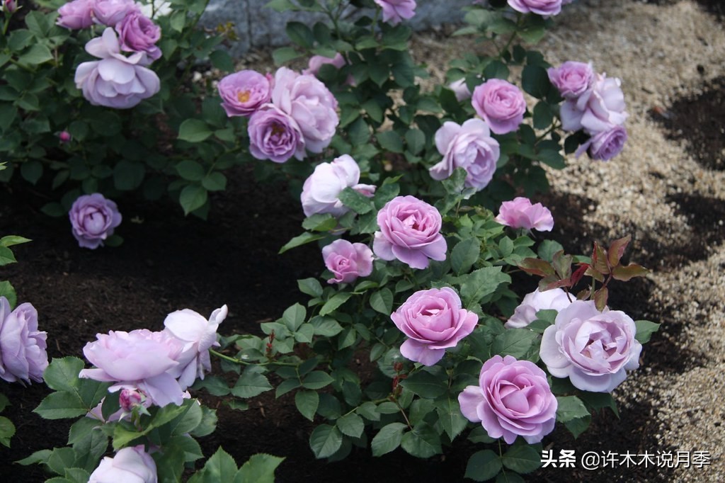 charme盒_周生生charme系列寓意_charme