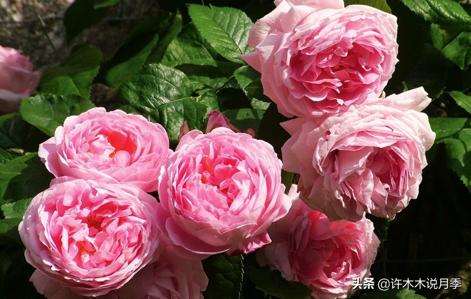 周生生charme系列寓意_charme盒_charme