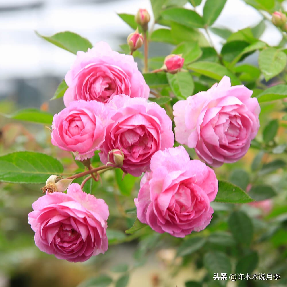 charme_charme盒_周生生charme系列寓意