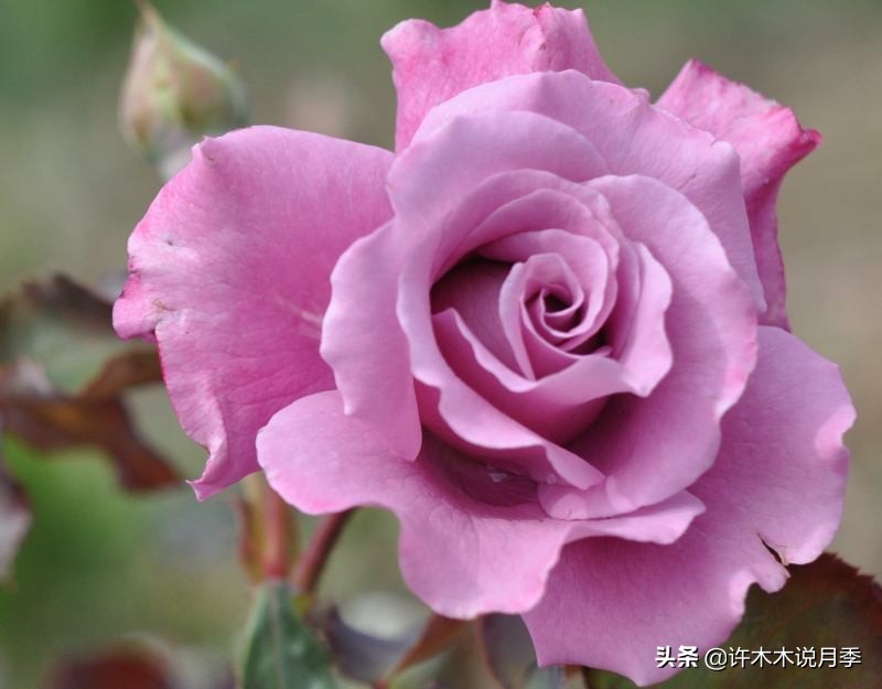 周生生charme系列寓意_charme_charme盒