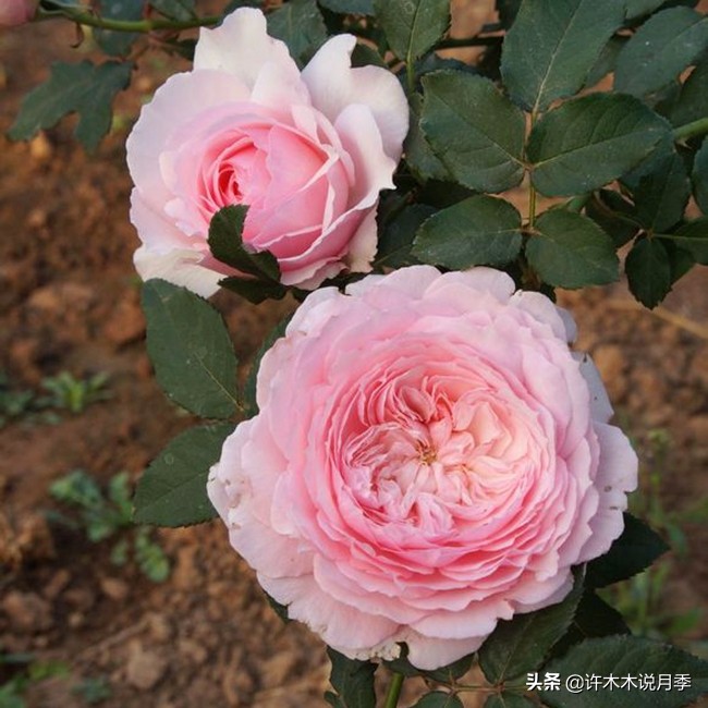 charme_周生生charme系列寓意_charme盒