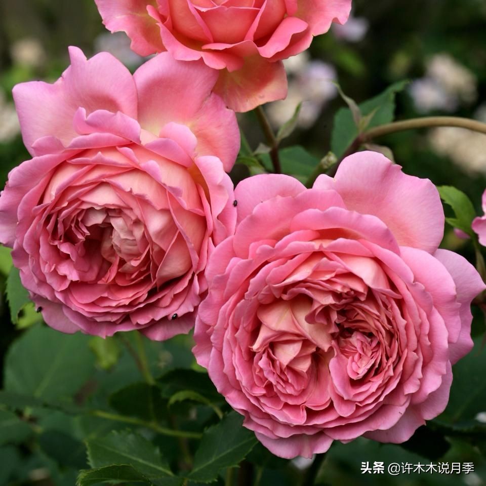 charme_charme盒_周生生charme系列寓意