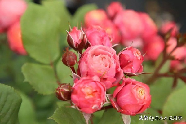 charme_周生生charme系列寓意_charme盒