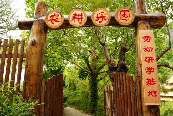 塔顶长大树在什么地方_塔顶上的猫_九顶塔