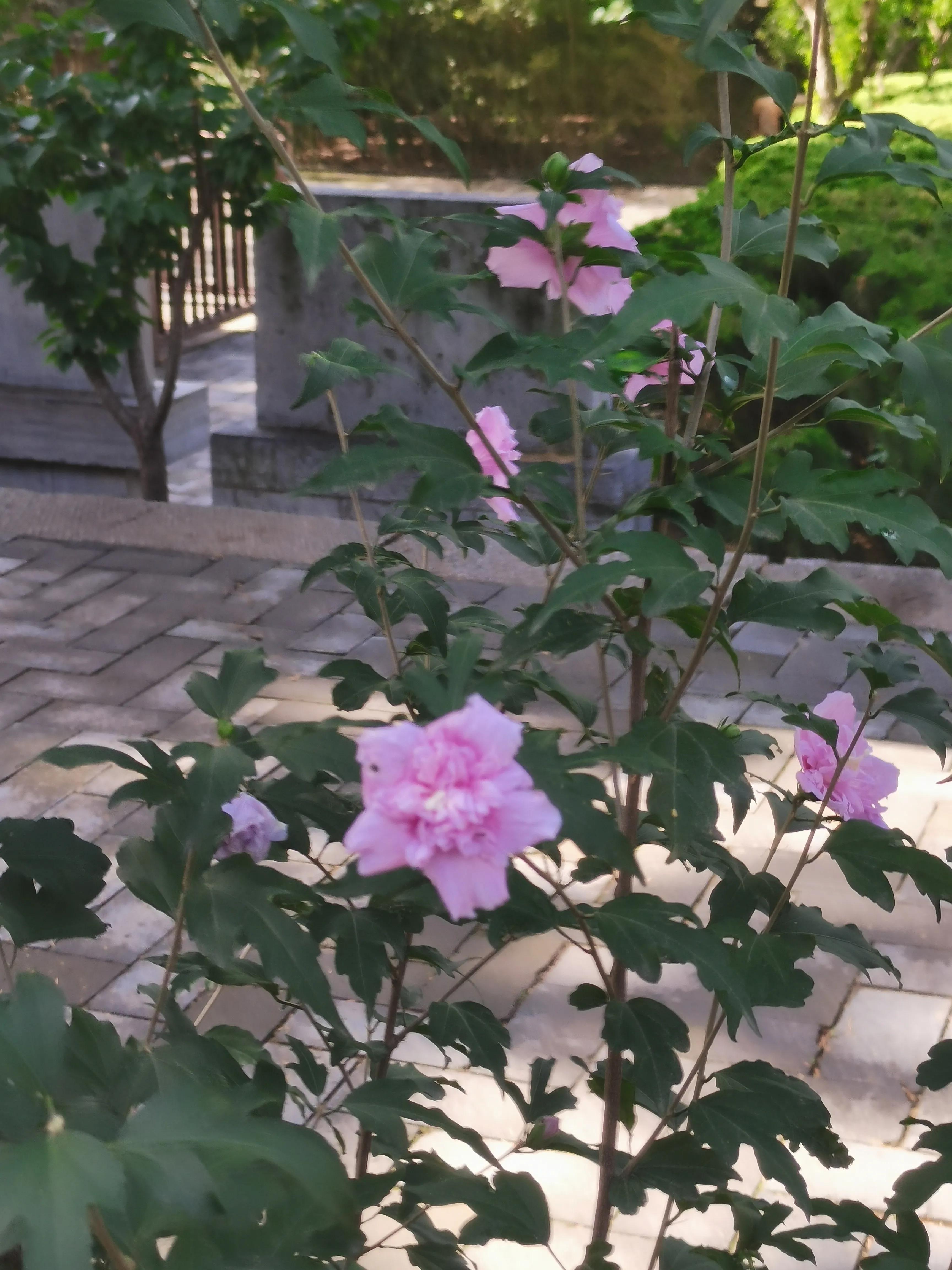 塔顶药物副作用_塔顶上的猫_九顶塔