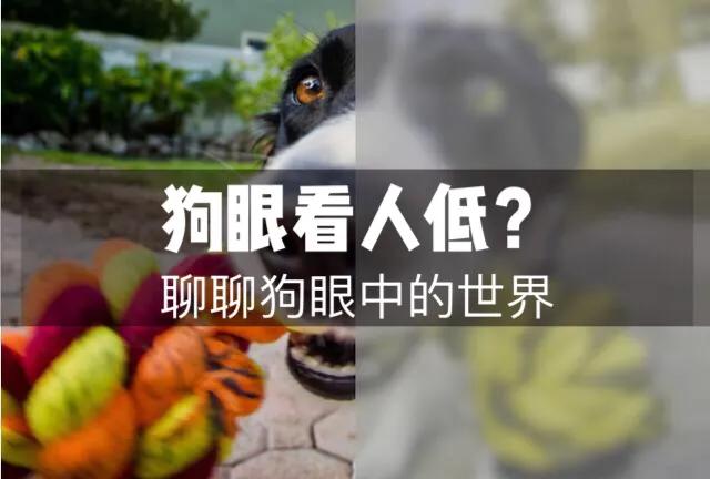 狗眼看人低_那些狗眼看人低的说说_那些狗眼看人低的句子